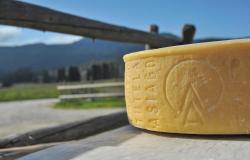 asiago