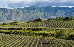 mount etna vineyard