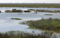 Venice Lagoon