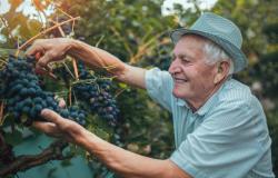 Grape Harvesting 