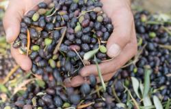 Harvesting Olives