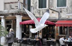 Seagull in Venice