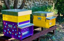 bee hives