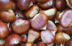 chestnut