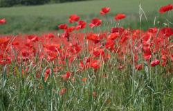 Poppies