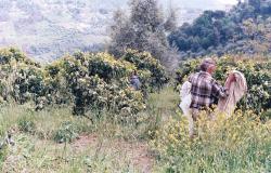 Celebrating the History and Traditions of Italian Citrus: Visiting La Vecchia Distilleria 