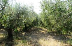 Building land for 200sqm Villa Abruzzo Italy