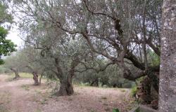 5 Hectares and 300sqm ruin in central Italy