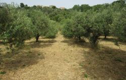 Semi-detached bungalow with 4500 sqm of olive grove and barn to convert 15 minutes to the beach. 14