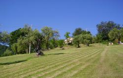 Ancient olive groves