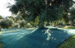 Olives harvested by hand