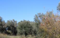 Property for Sale in  Rocca San Giovanni countryside  Chieti Province, in Abruzzo Central Italy.