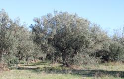 Property for Sale in  Rocca San Giovanni countryside  Chieti Province, in Abruzzo Central Italy.