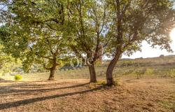 Farmhouse - Orciatico, Lajatico 11