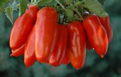 Pomodoro san Marzano 