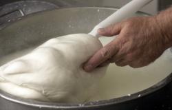 Making Mozzarella