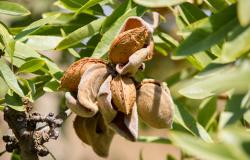 Noto almond