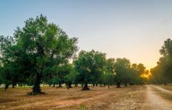 olive oil Puglia