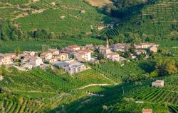 Prosecco vineyards in the Veneto region of Italy