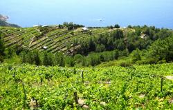 Vineyards