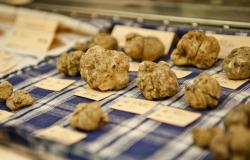 Alba white truffle