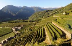 Wines of Valtellina