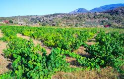 Zibibbo Pantelleria