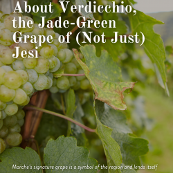 Marche Verdicchio