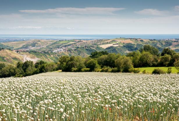 Le Marche