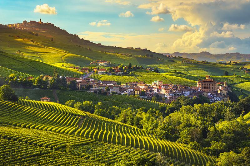 Hilly landscape with vineyards in the Langhe Piedmont Italy