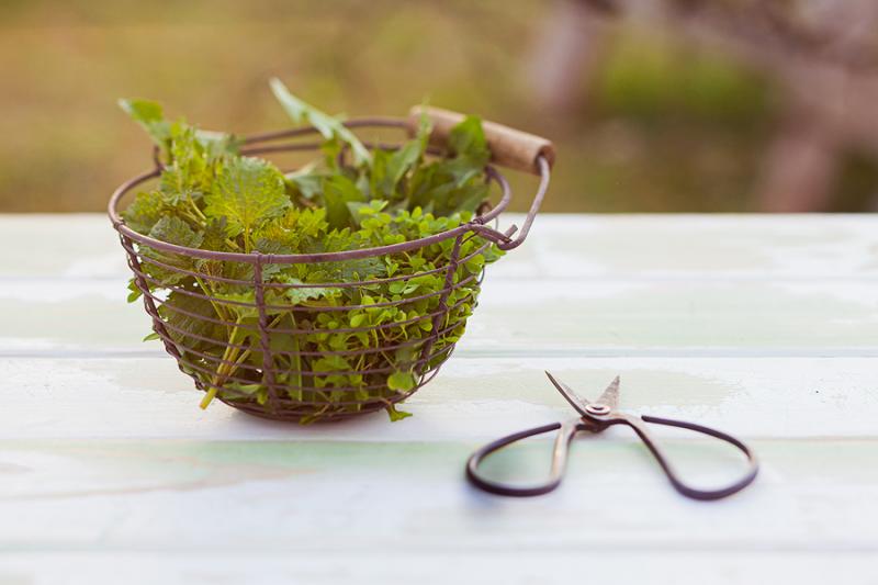 foraged herbs