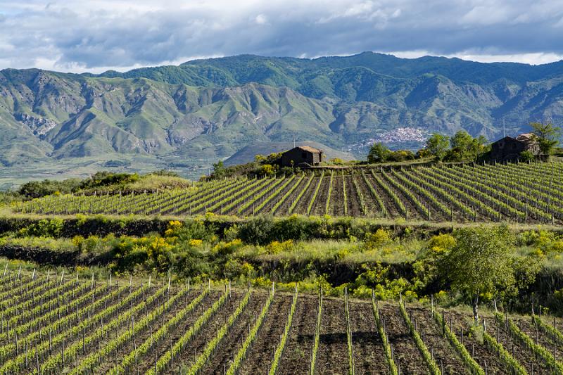 mount etna vineyard