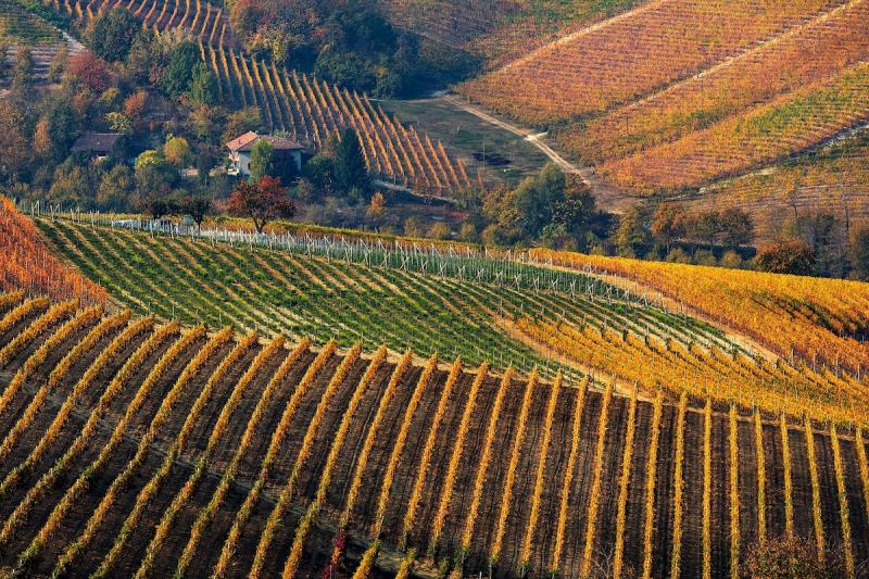 Autumnal vineyards