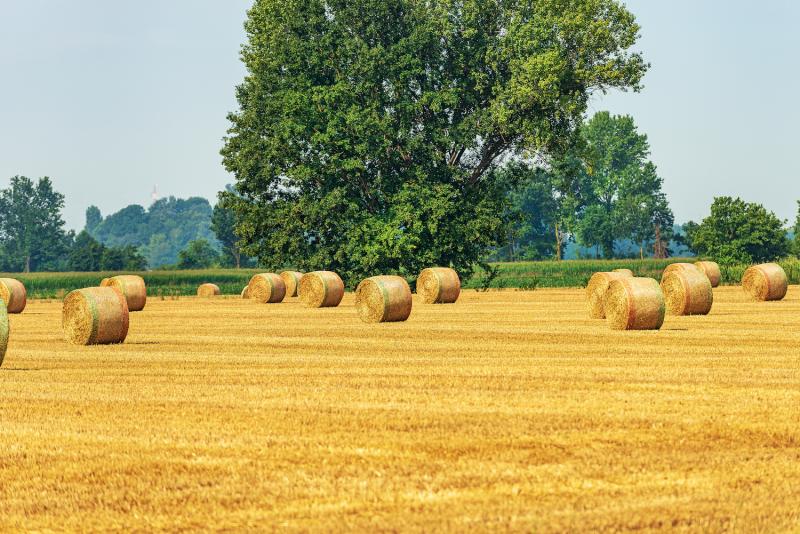 hay bales in Po plain Italy