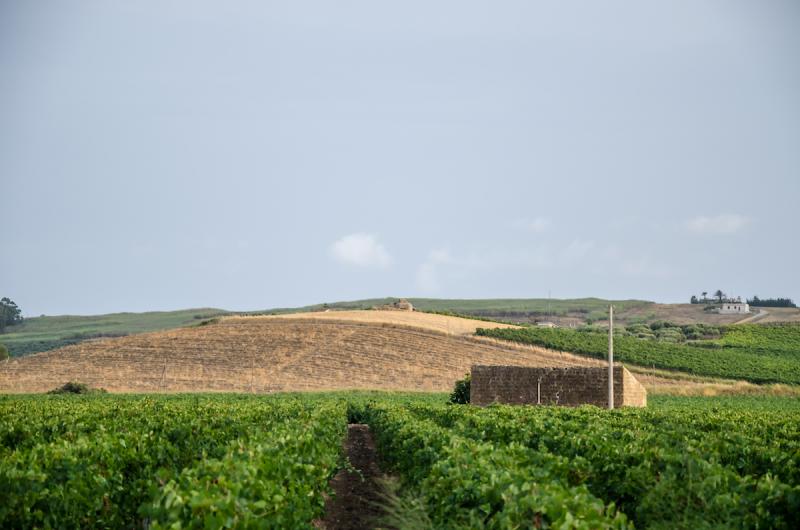 vineyards