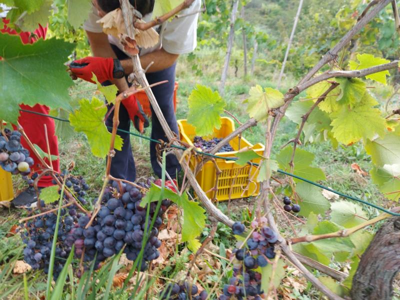 grape harvest