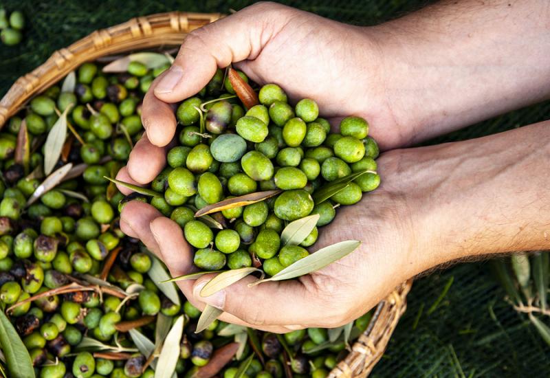 Male hands full of freshly olives