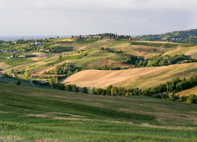 Vineyards in Oltrepo Pavese