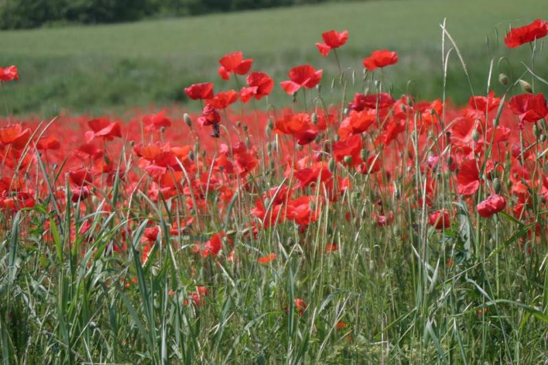 Poppies