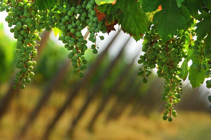 franciacorta vine