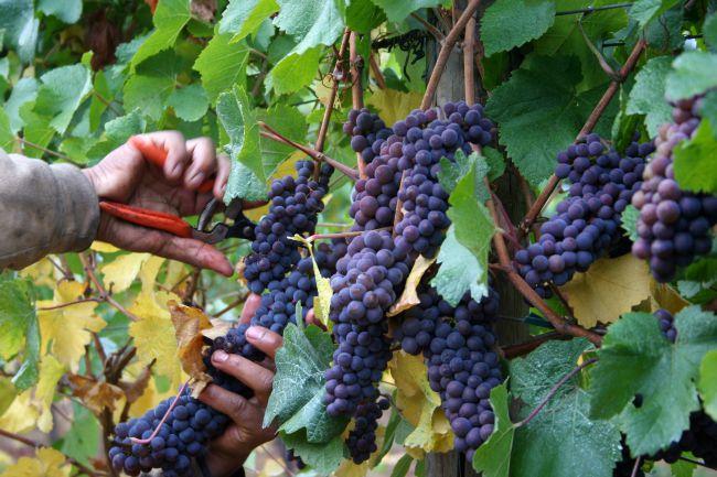 La vendemmia