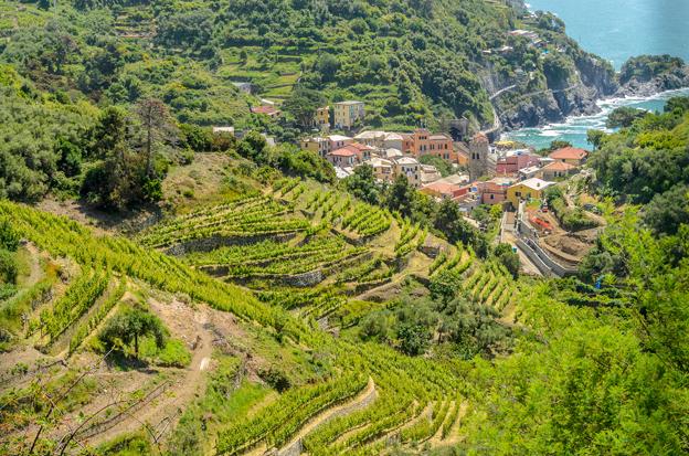 Liguria wines