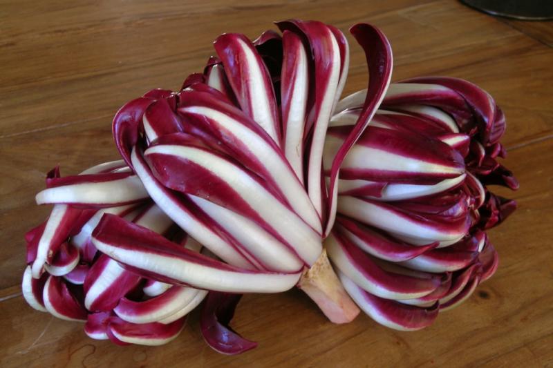 radicchio