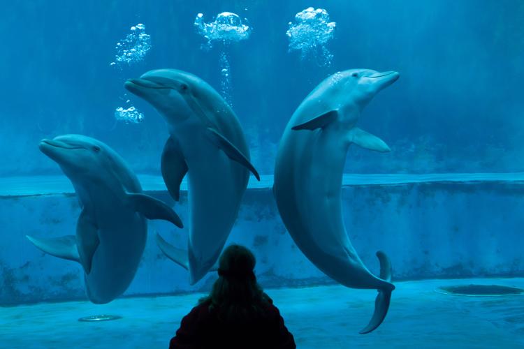 Acquario di Genova