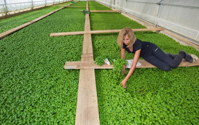 Picking up Genovese basil