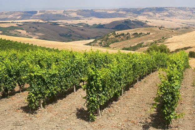 Basilicata wine