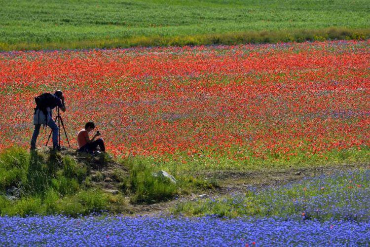 Annual flower blooming event on Castelluccio's plateaus