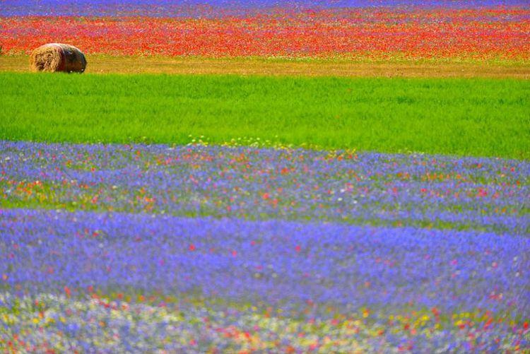 Annual flower blooming event on Castelluccio's plateaus