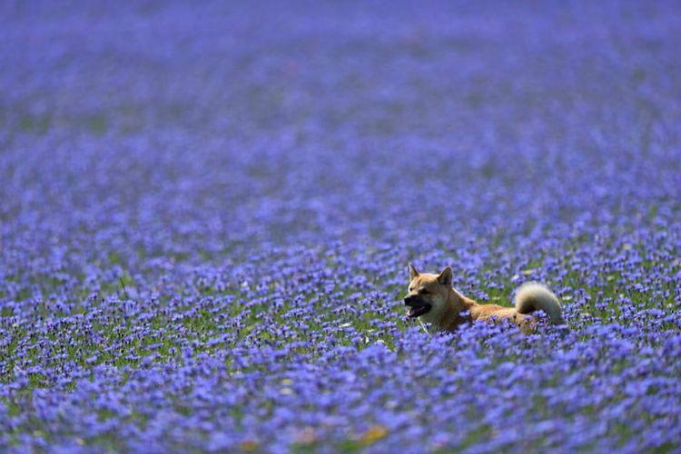 Annual flower blooming event on Castelluccio's plateaus