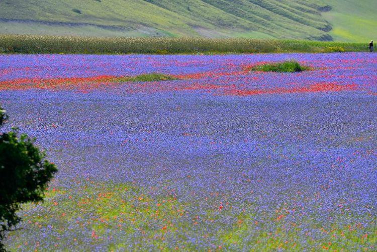 Annual flower blooming event on Castelluccio's plateaus